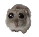 hamsterPwease