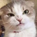 AngryAnnoyedCatto_HouseOfPacks