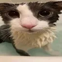 wetcat