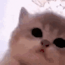 :kitty: