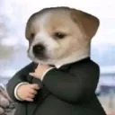 dogfino