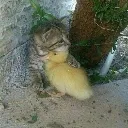 kittyduckhug