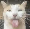 8_sillycat