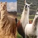 alpaca