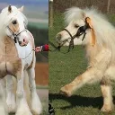 pony