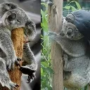 koala