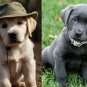 labrador