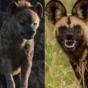 hyena