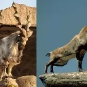 RockyMountainGoat