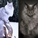 mainecoon