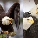 baldeagle