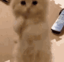 1963_cat_beg