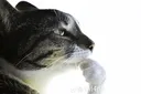 Thinking