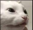 gatorTDH