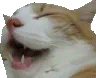 stolenlaughcat Discord emoji