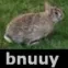 bnuuy bnuuy