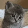 catSad