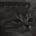 catCry