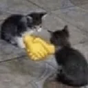 catHandshake