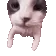 catKISS