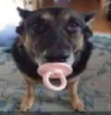C_cachorrochupetao