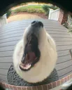 Cachorro_Woof
