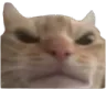 angwycat