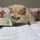 studying