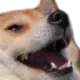 dogekek