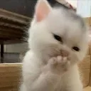 cz_hehe