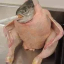 ThisDealIsFishy