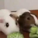 bonkn