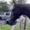 horsereaction
