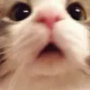 cat_wow