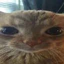 TA_Cat_Stare TA_Cat_Stare