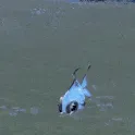 FishExcited