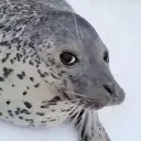 sealsideeye sealsideeye