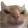 CatEvil