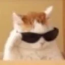 sigma_cat