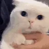 WHAT