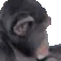 apeJam