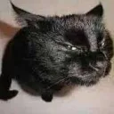 stinkeye
