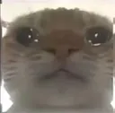 78cat08
