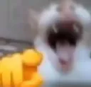 78cat20 78cat20