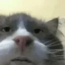 Cat_Wheat
