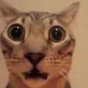 HUHcat
