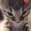 cat_angry