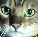 cat_mad