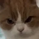 gatoarrecho