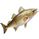 cod